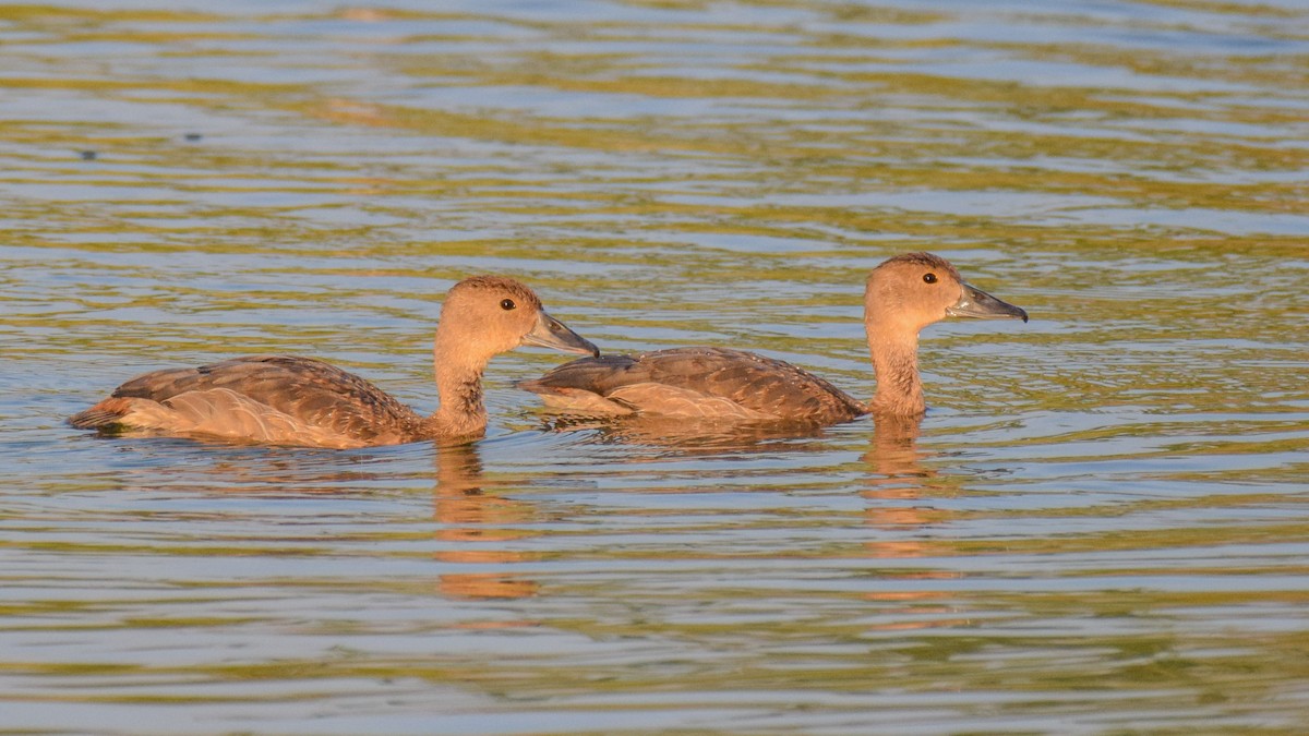 Lesser Whistling-Duck - ML272835541