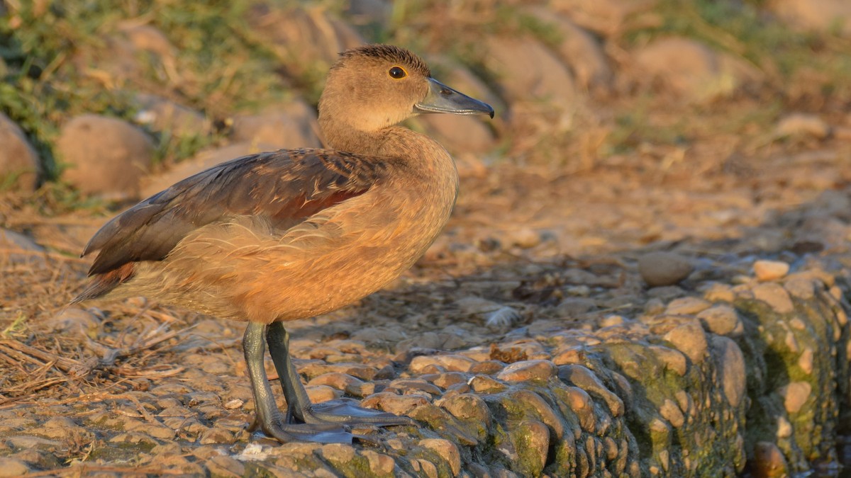 Lesser Whistling-Duck - ML272835571