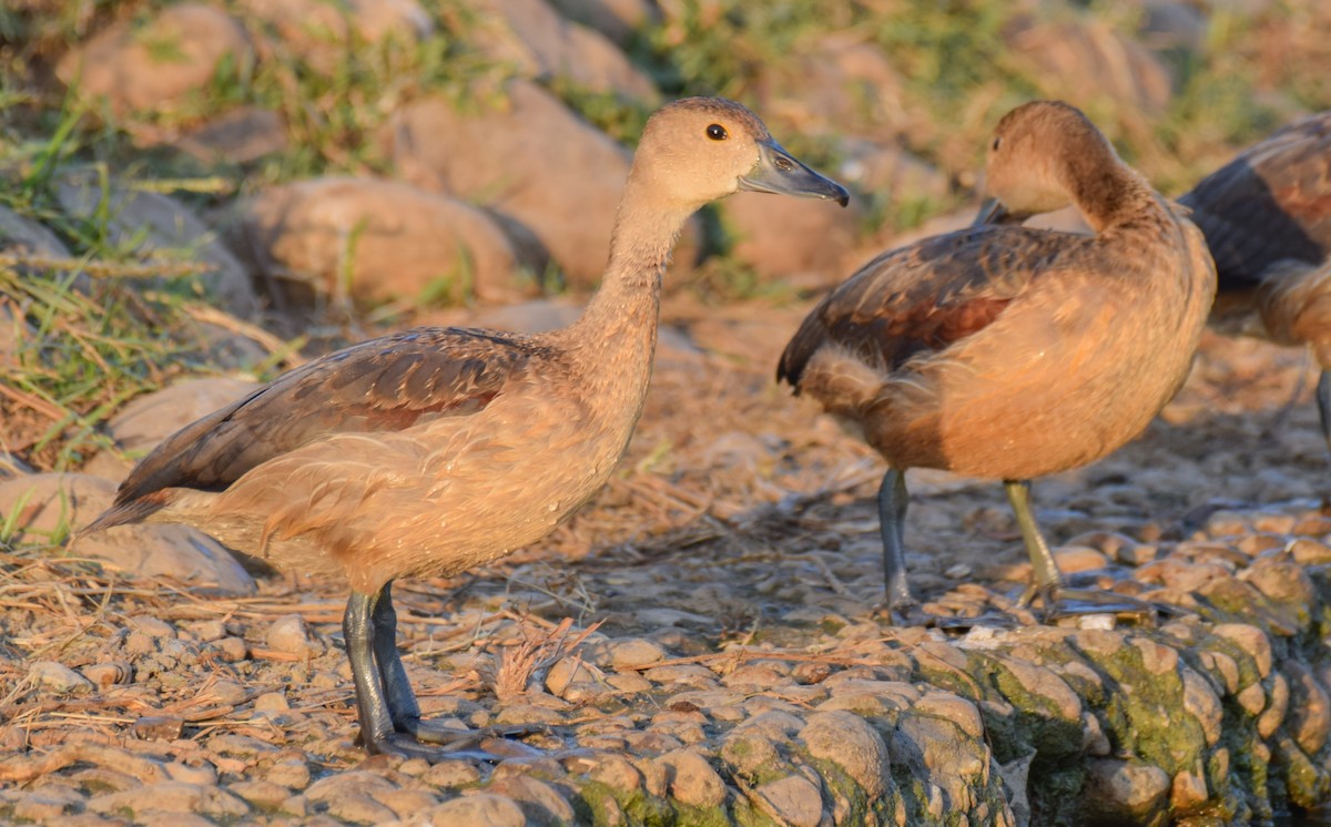 Lesser Whistling-Duck - ML272835661