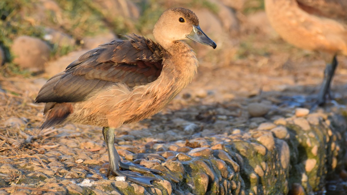 Lesser Whistling-Duck - Dr. Pankaj Chibber