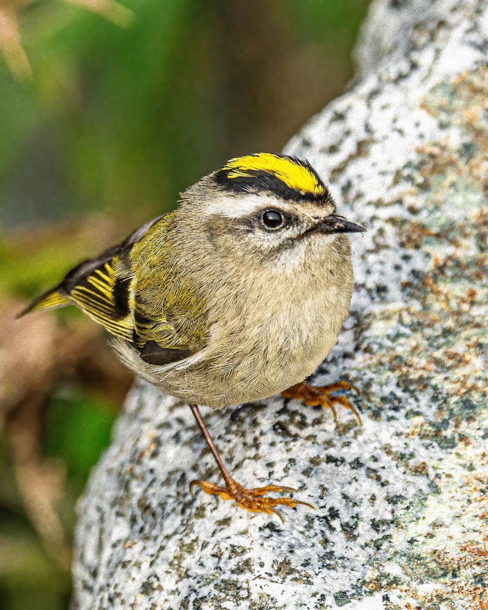 Golden-crowned Kinglet - Andrew Boycott