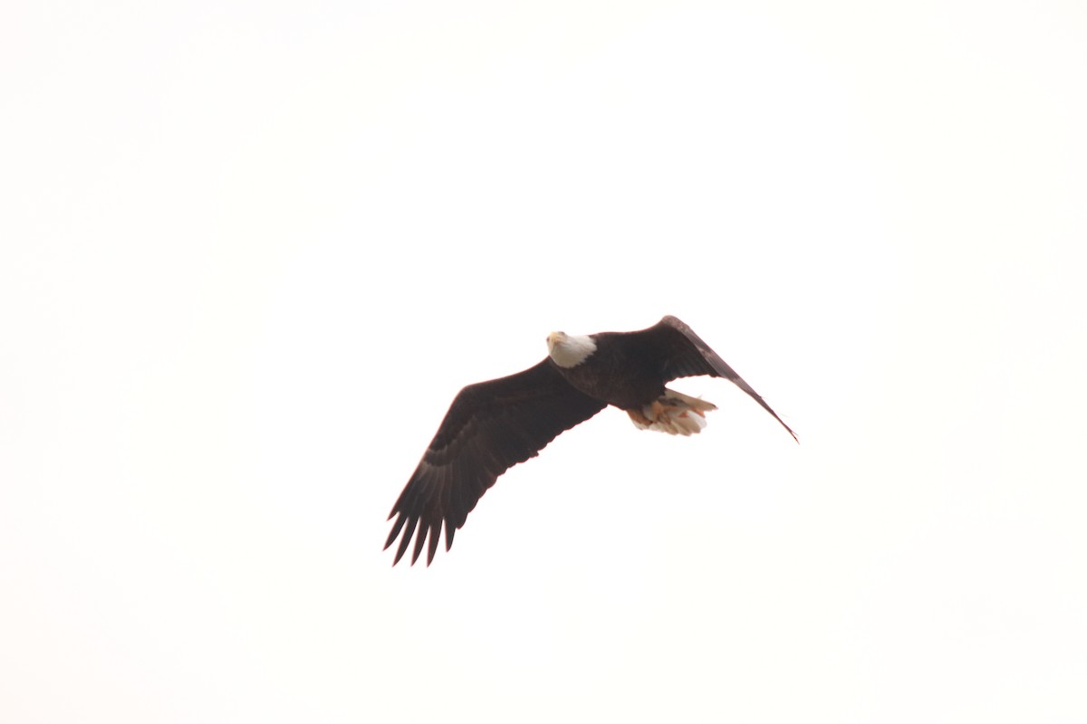 Bald Eagle - ML272836391