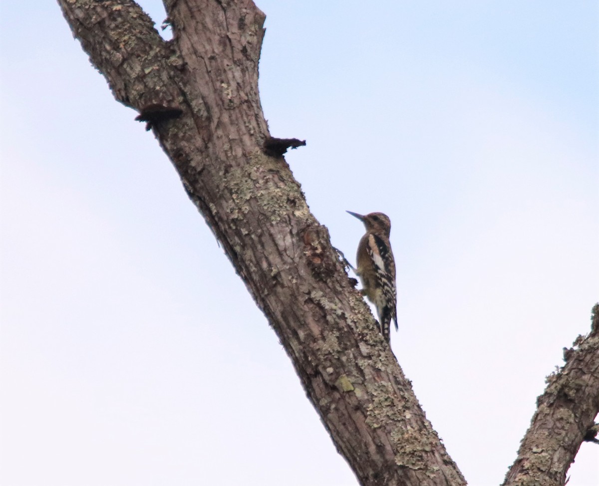 Yellow-bellied Sapsucker - ML272836401