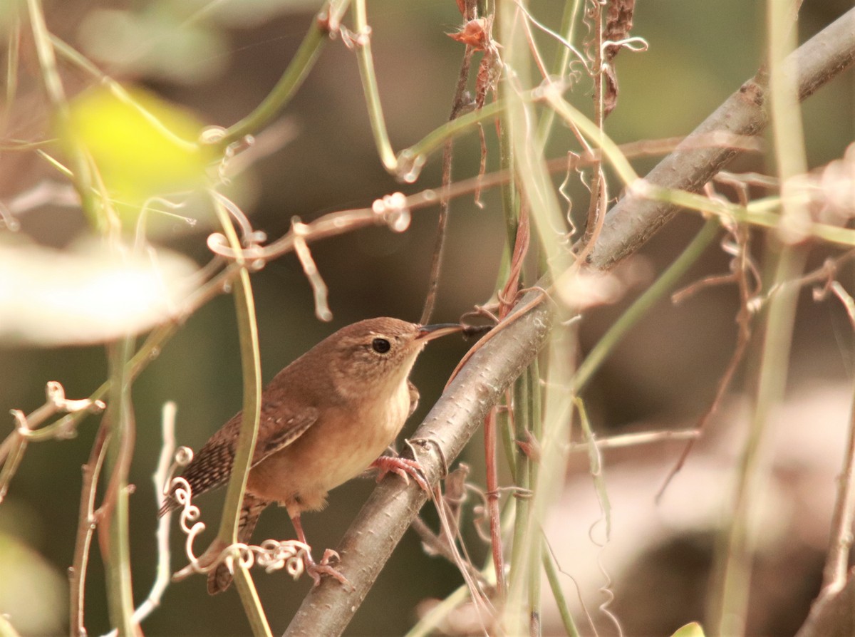 Northern House Wren - ML272836491