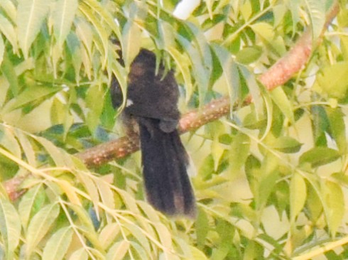 Pied Cuckoo - ML272836531