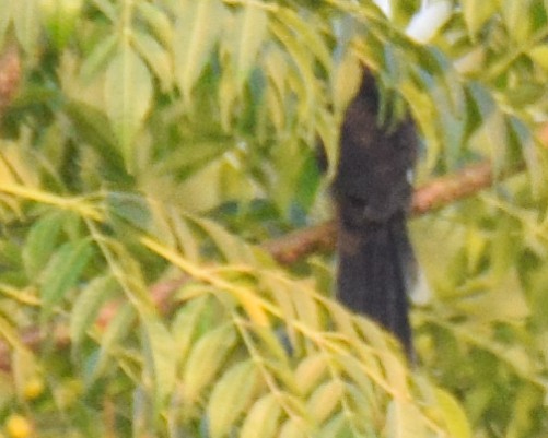 Pied Cuckoo - ML272836541