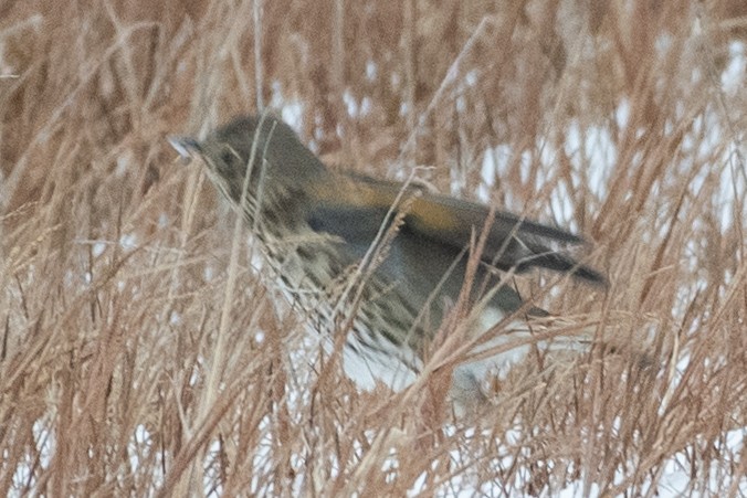 Song Thrush - ML272836651