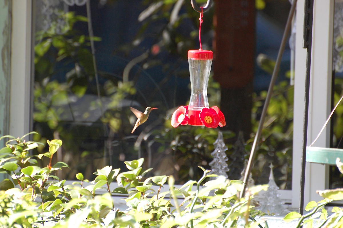 Buff-bellied Hummingbird - Christian Newton