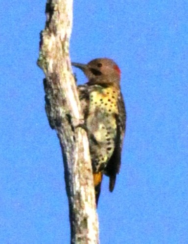 Northern Flicker - ML272837371