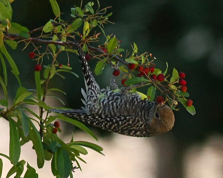 Williamson's Sapsucker - ML272837391