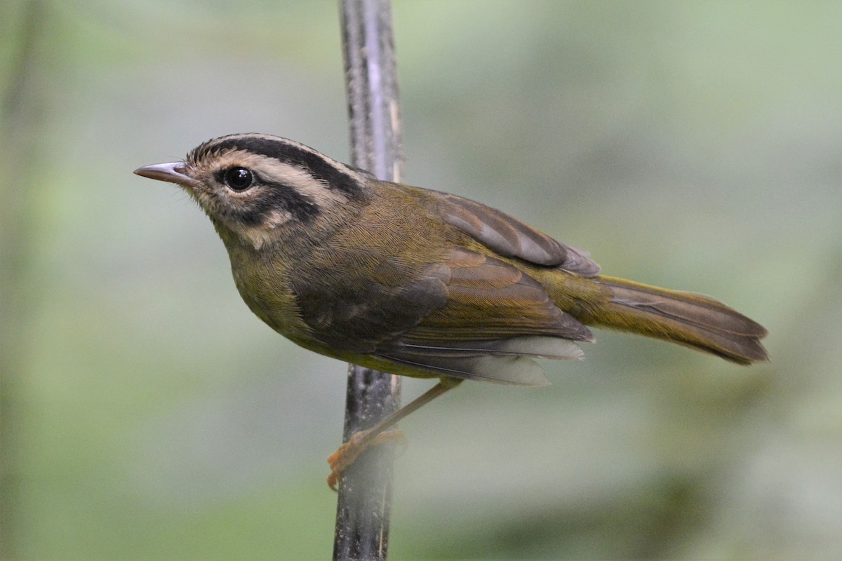 Costa Rican Warbler - David Hollie
