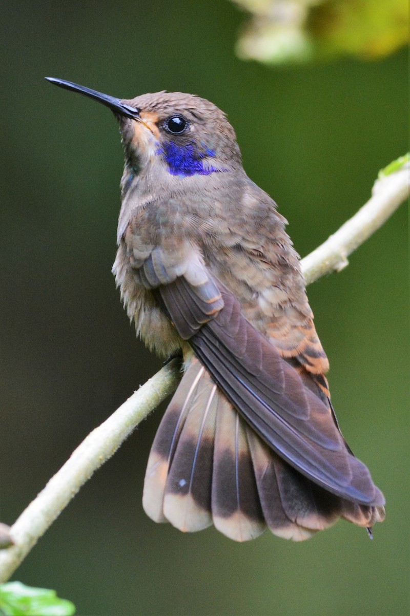 kolibřík fialovouchý - ML27283781