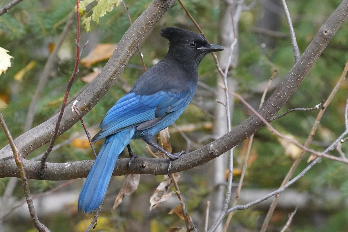 Steller's Jay - Cameron Eckert