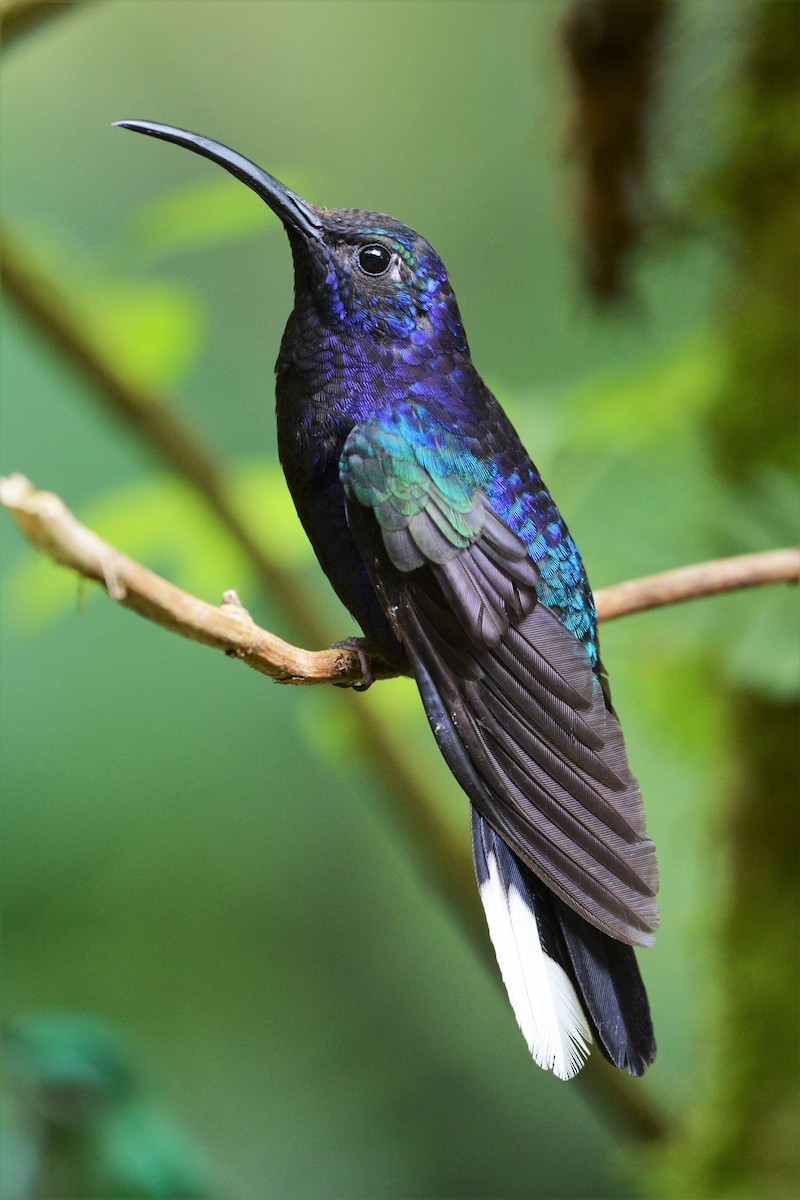 kolibřík fialkový - ML27283831