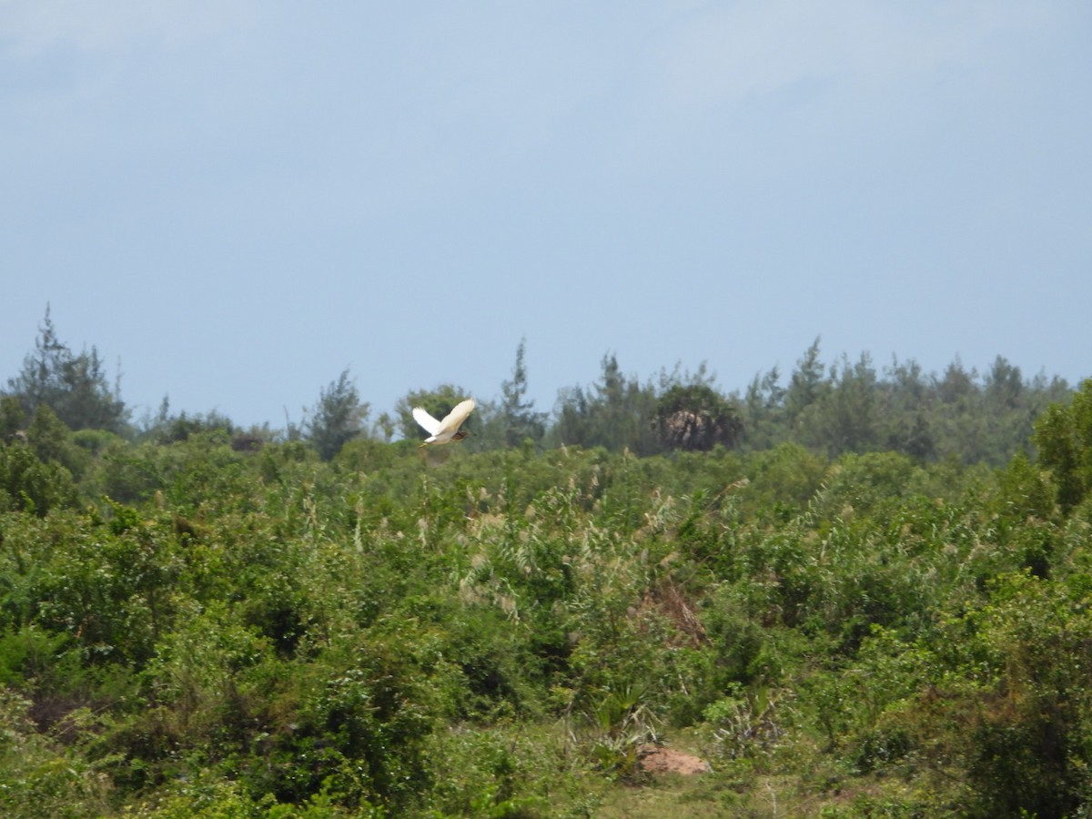 Malagasy Pond-Heron - ML272838831