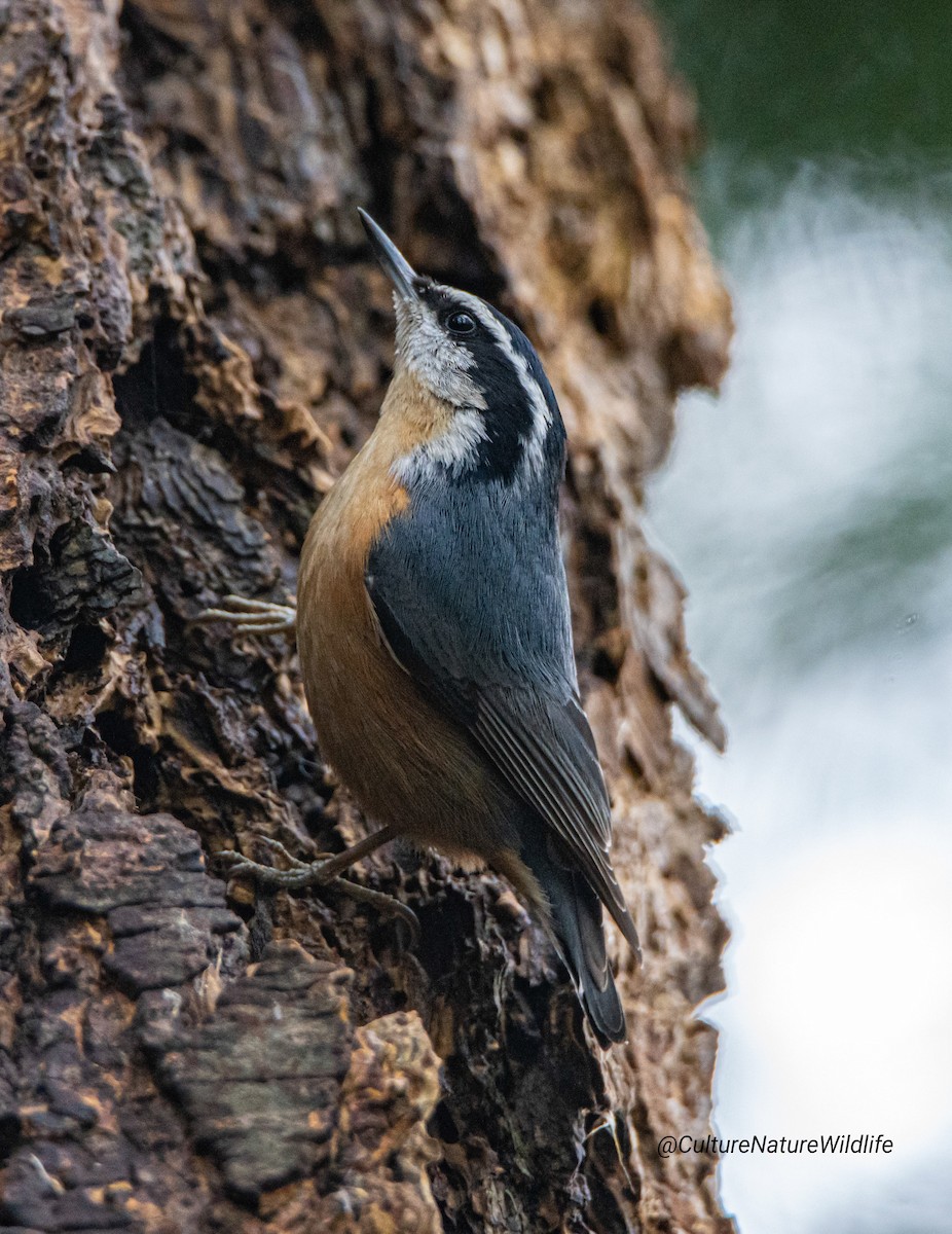 Red-breasted Nuthatch - ML272839071