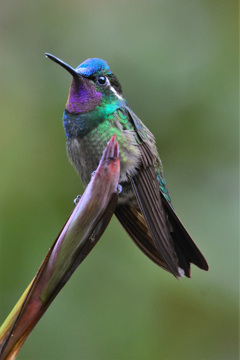 Purple-throated Mountain-gem - David Hollie