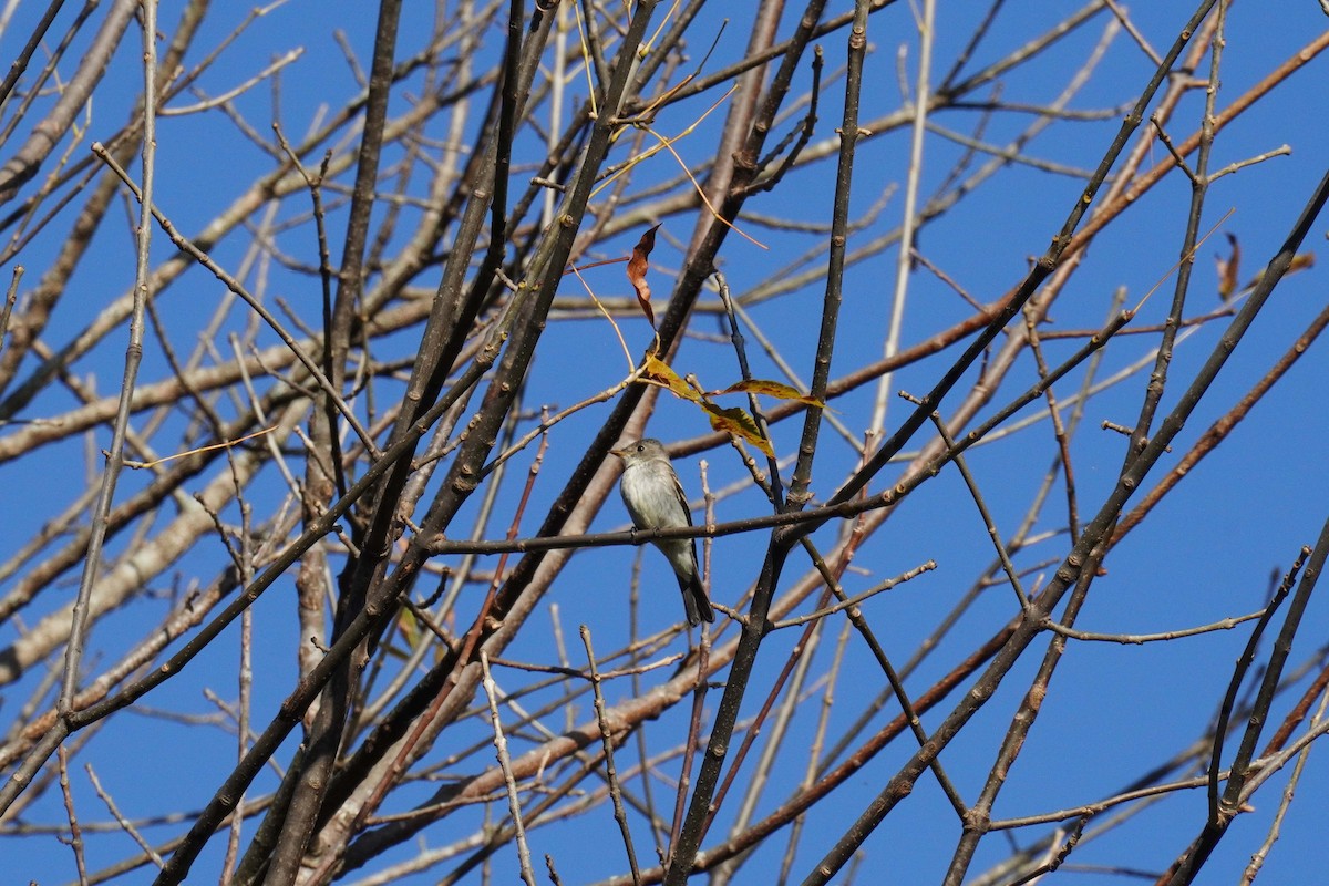 Eastern Wood-Pewee - ML272839961