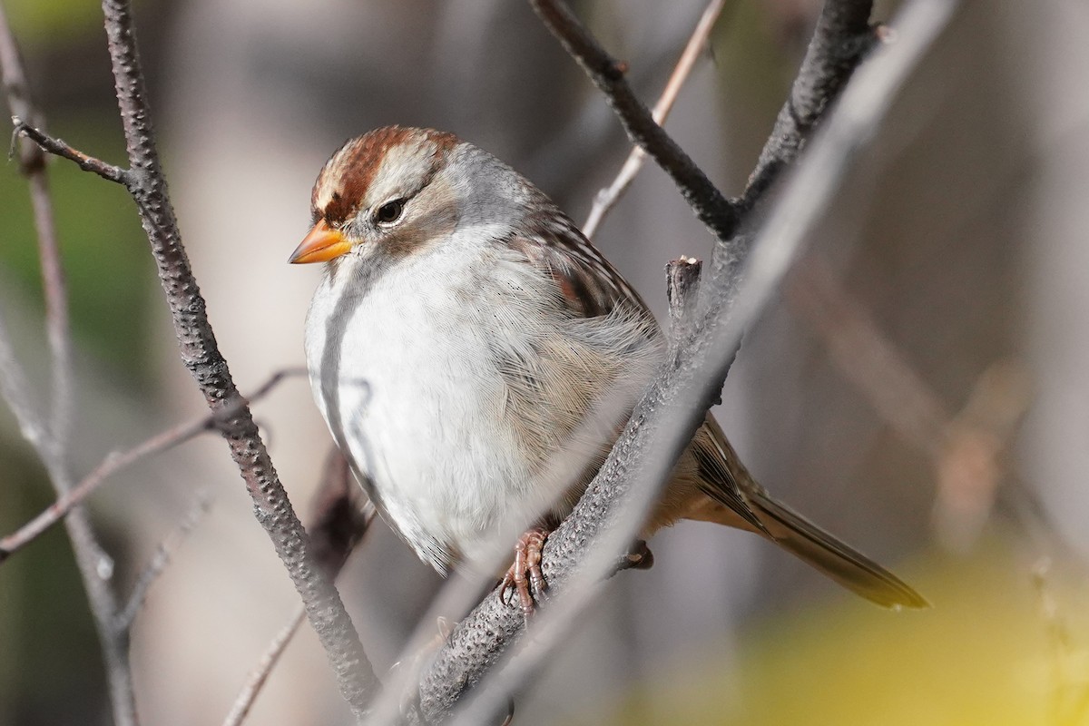 White-crowned Sparrow (Gambel's) - ML272840101