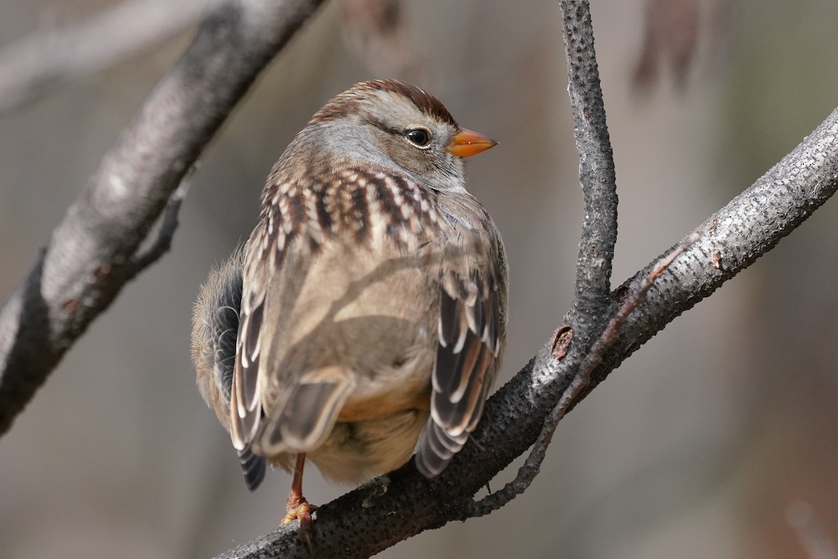 White-crowned Sparrow (Gambel's) - ML272840111