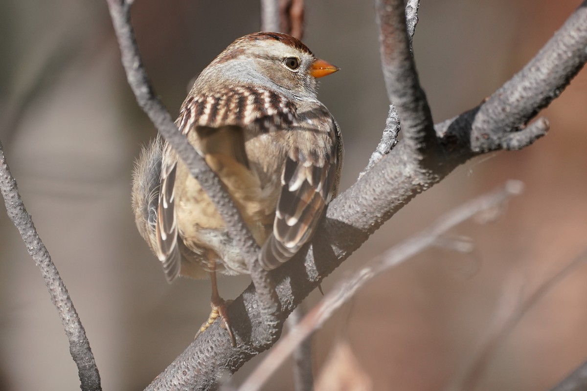 White-crowned Sparrow (Gambel's) - ML272840121