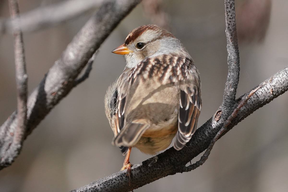 White-crowned Sparrow (Gambel's) - ML272840131