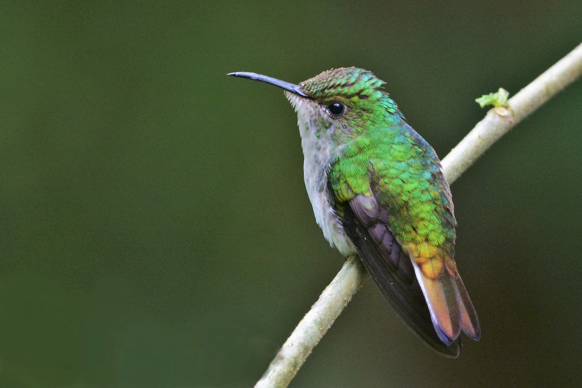kolibřík měděnohlavý - ML27284081