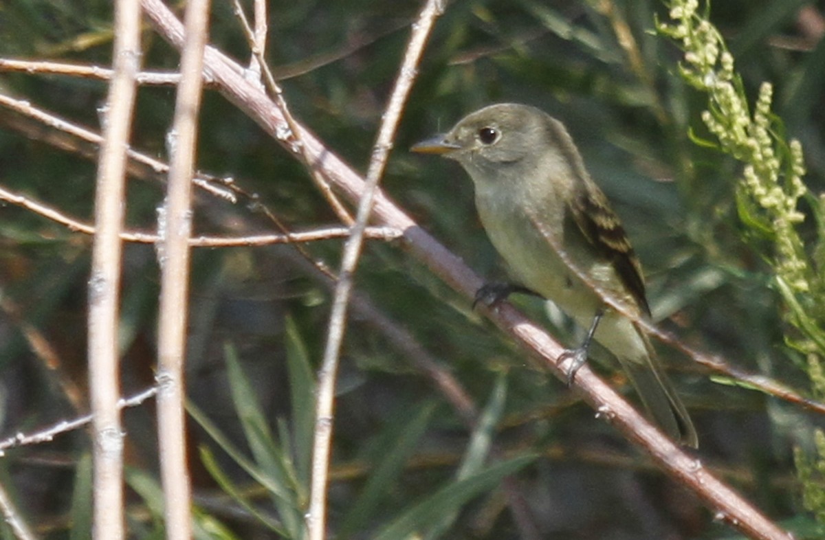 Willow Flycatcher - ML272841261