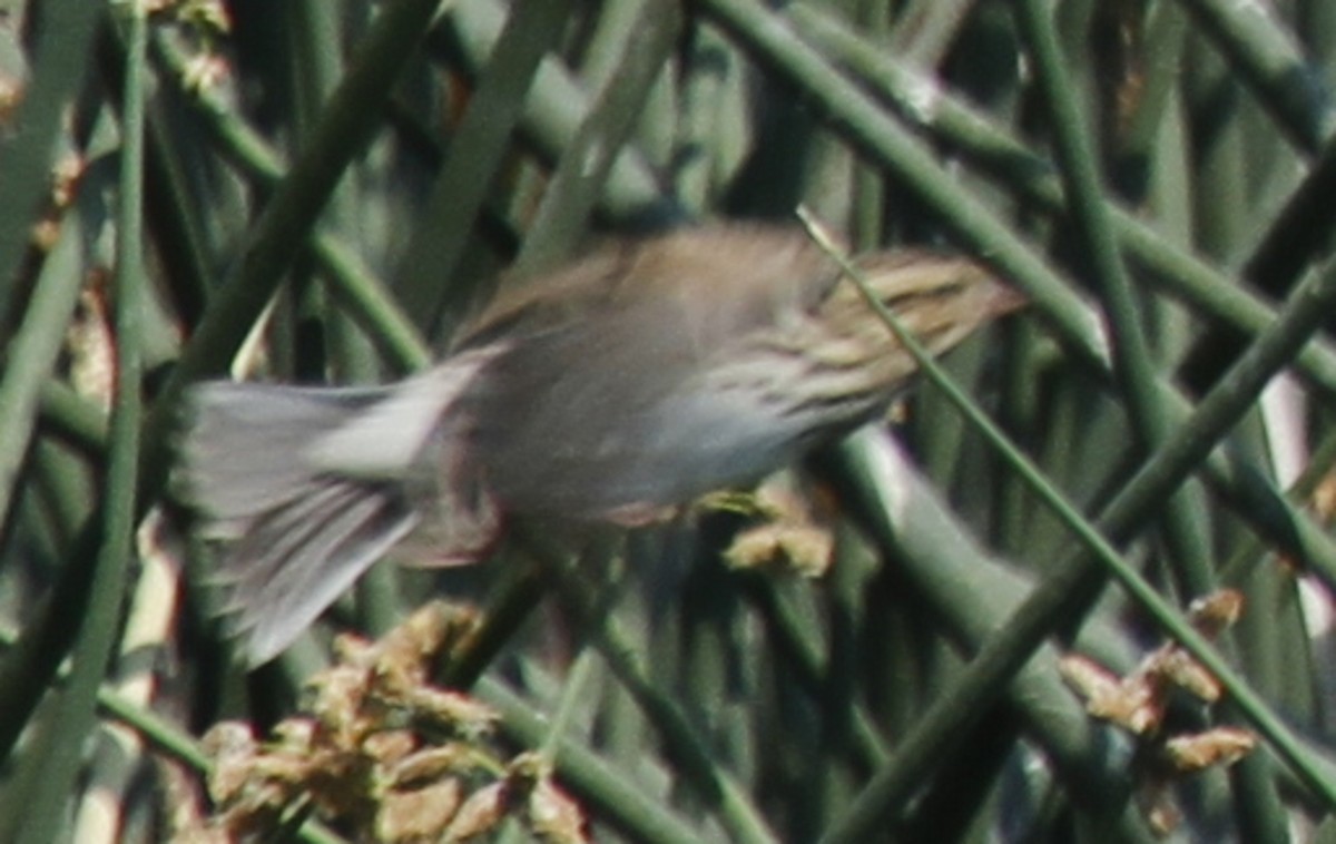 גיבתונית ערבות - ML272841631