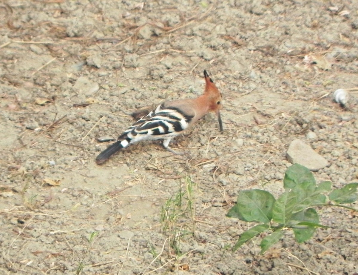 Eurasian Hoopoe - ML272841881