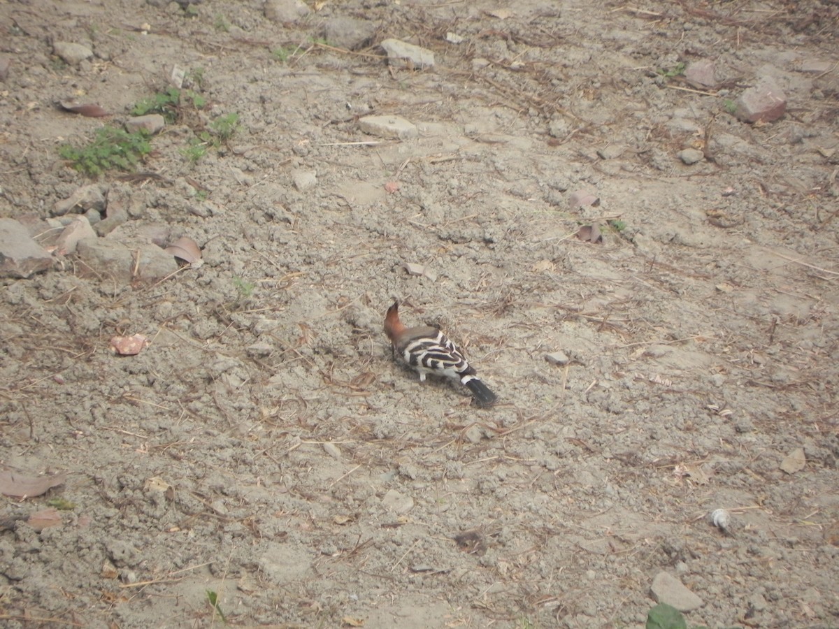 Eurasian Hoopoe - ML272841901