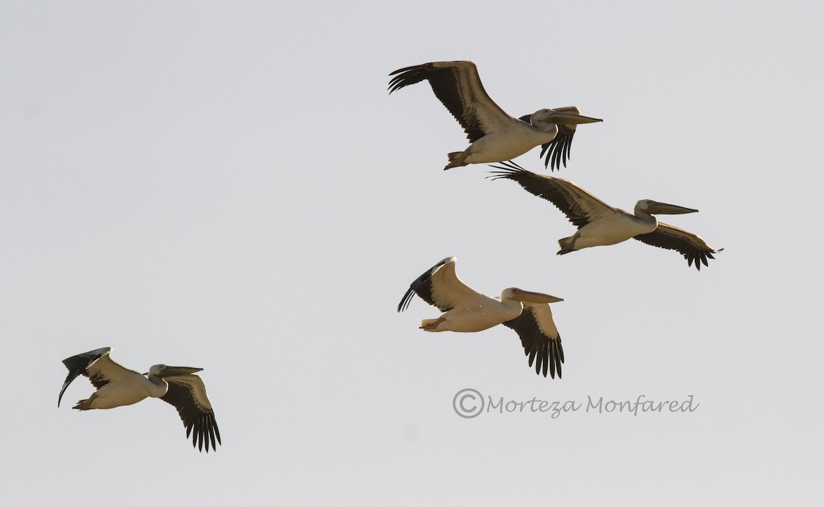 Great White Pelican - ML272841951