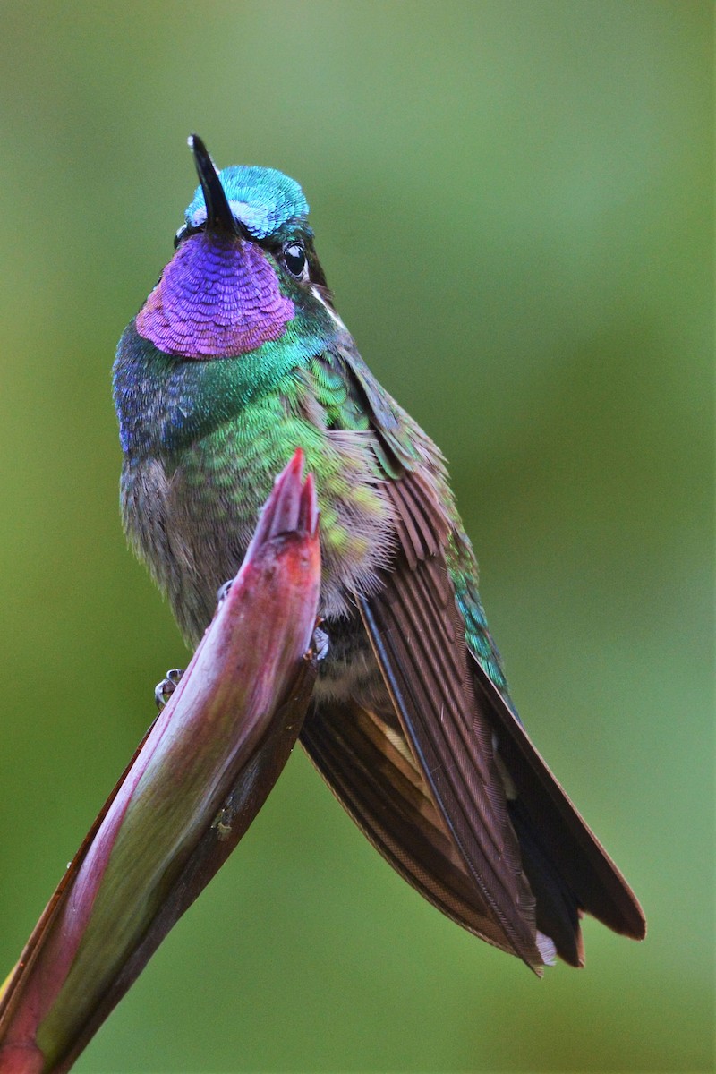 kolibřík fialovohrdlý - ML27284211