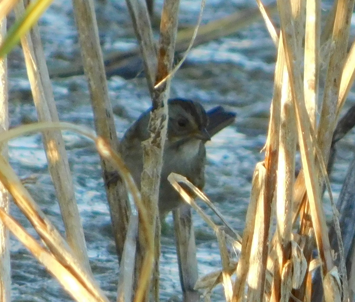 Swamp Sparrow - ML272842351