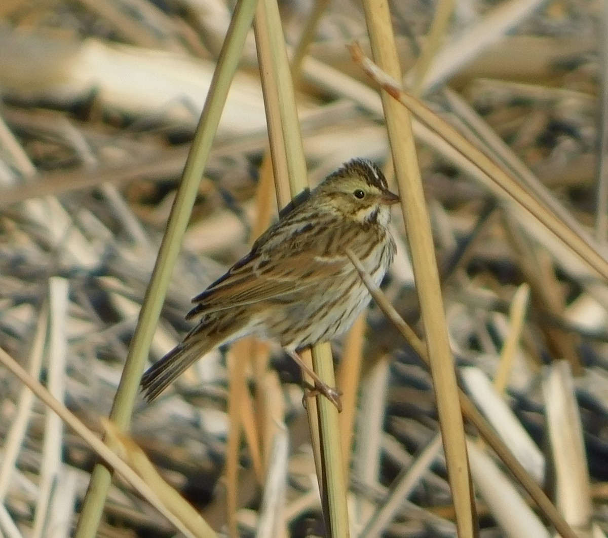 Savannah Sparrow (Savannah) - ML272842461