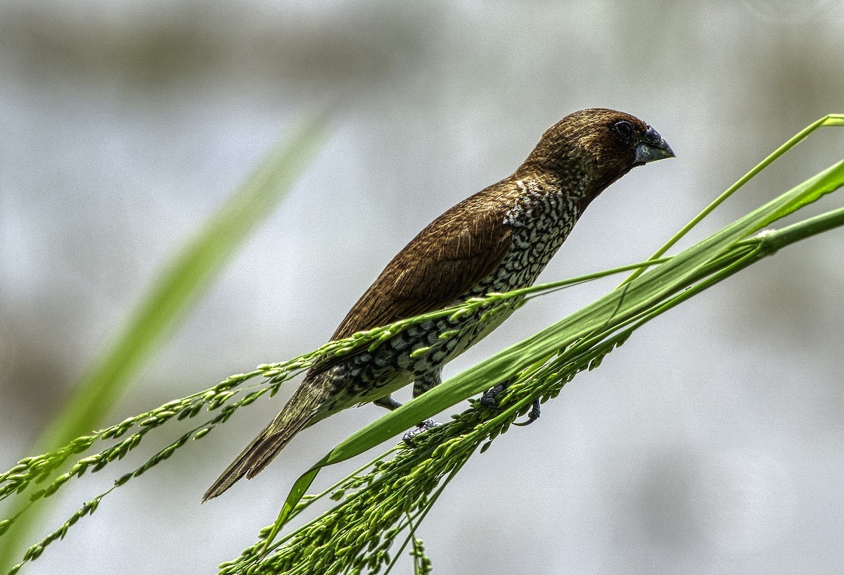 Scaly-breasted Munia - Chris Chapman
