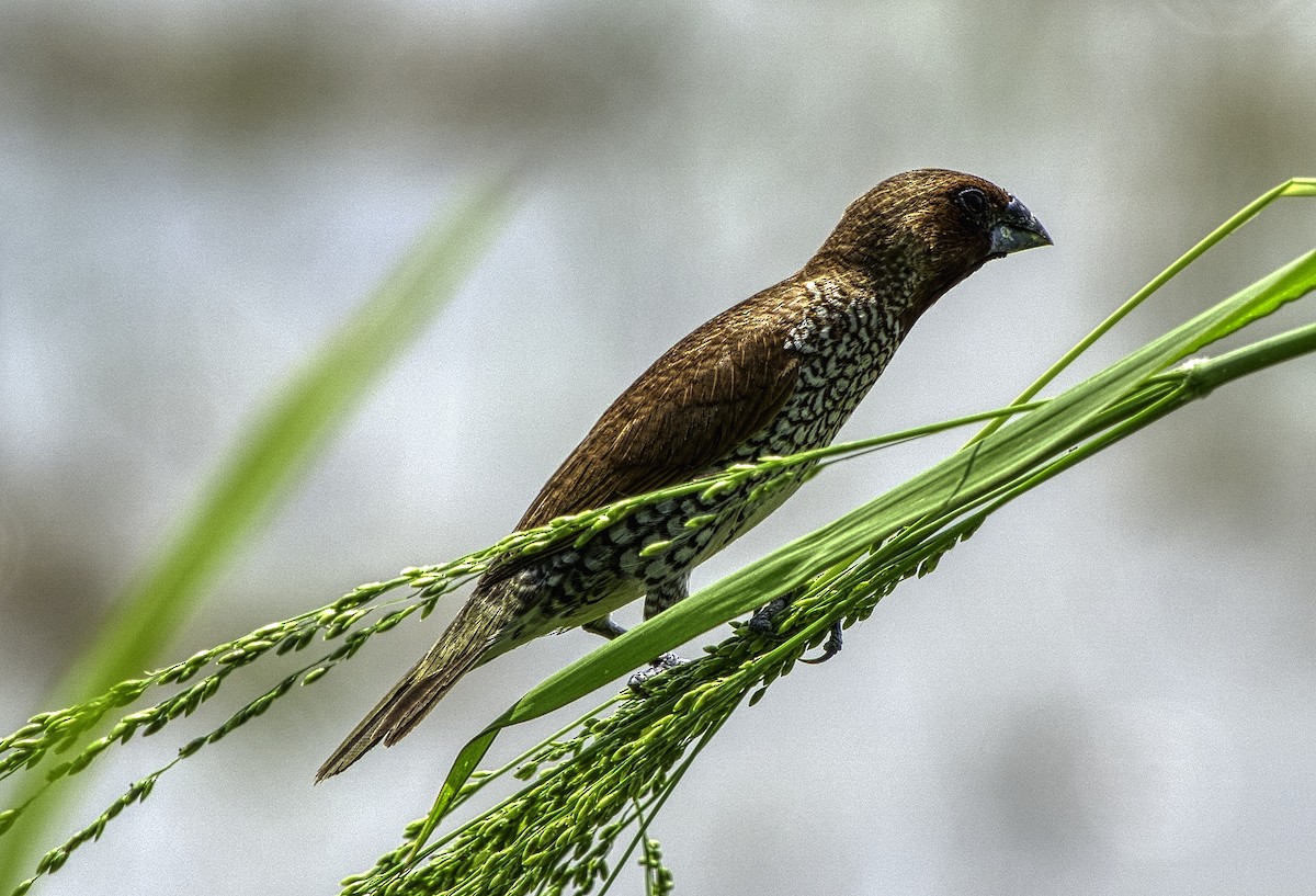 Scaly-breasted Munia - ML272842961