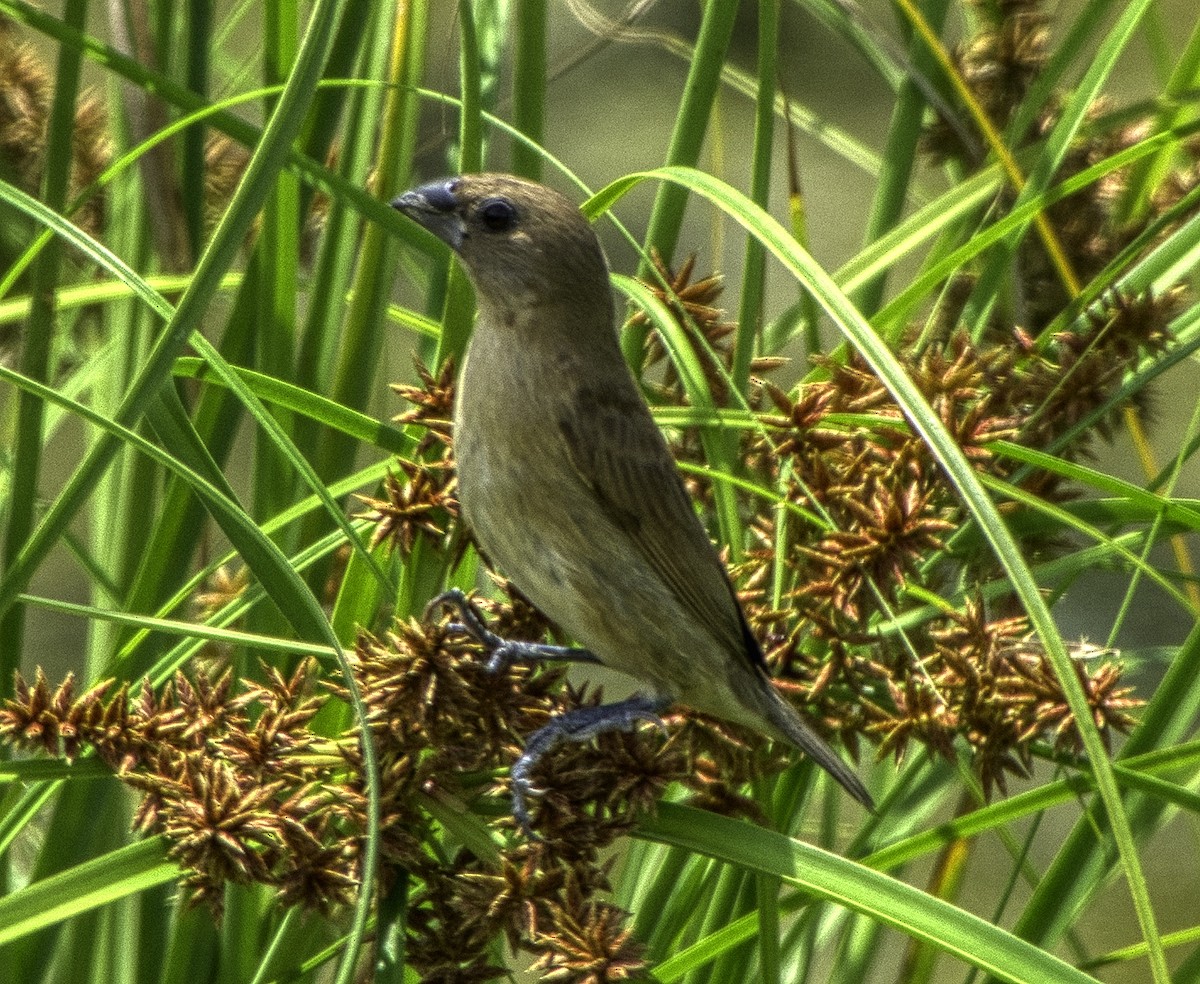 Scaly-breasted Munia - ML272842991