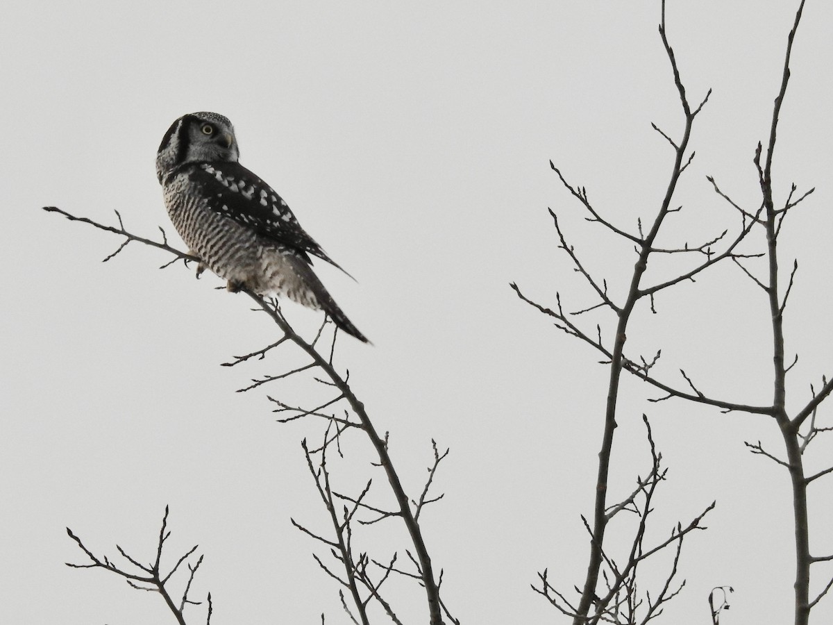 Northern Hawk Owl - ML272843371