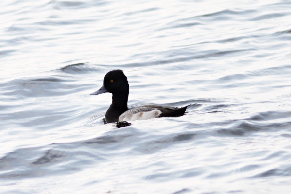 Lesser Scaup - ML272843531