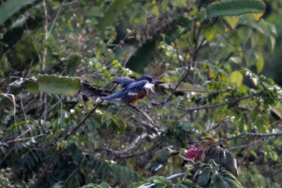 Ringed Kingfisher - ML272843721