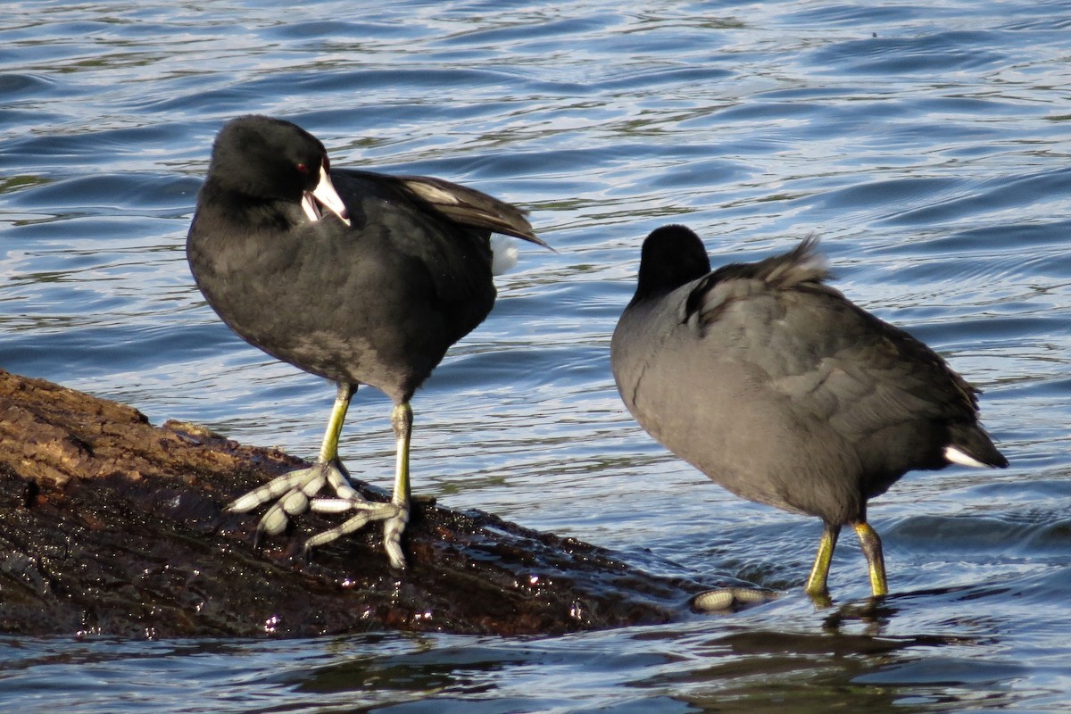 American Coot - ML272843821