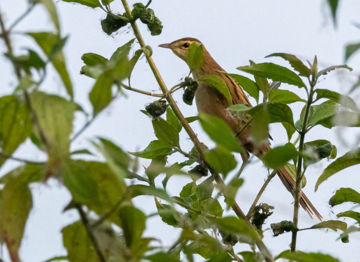 Striated Grassbird - ML272844611