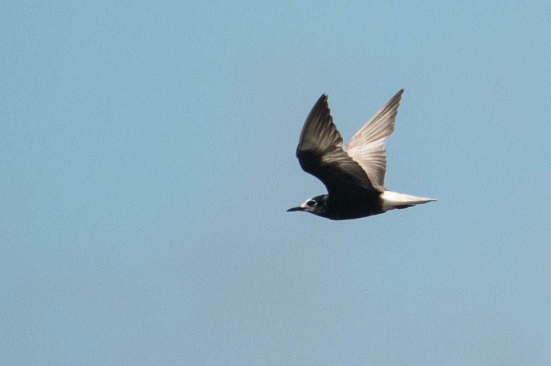 Mignattino alibianche - ML272845241