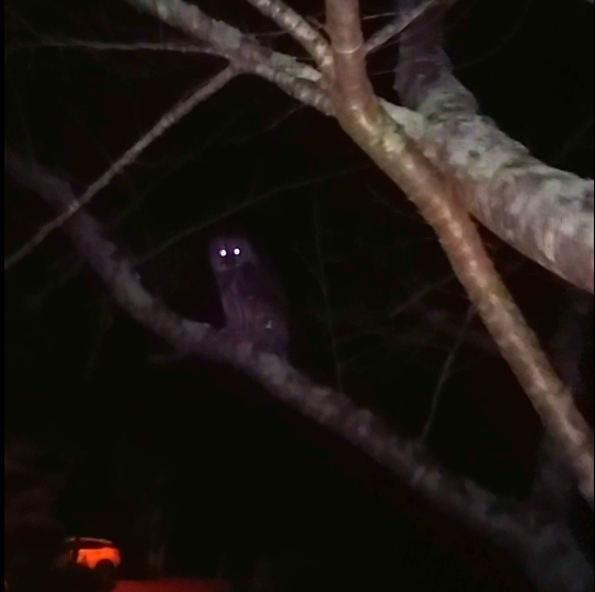 Barred Owl - ML272845831