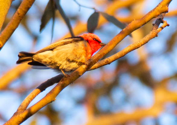 Scarlet Myzomela - ML272847271