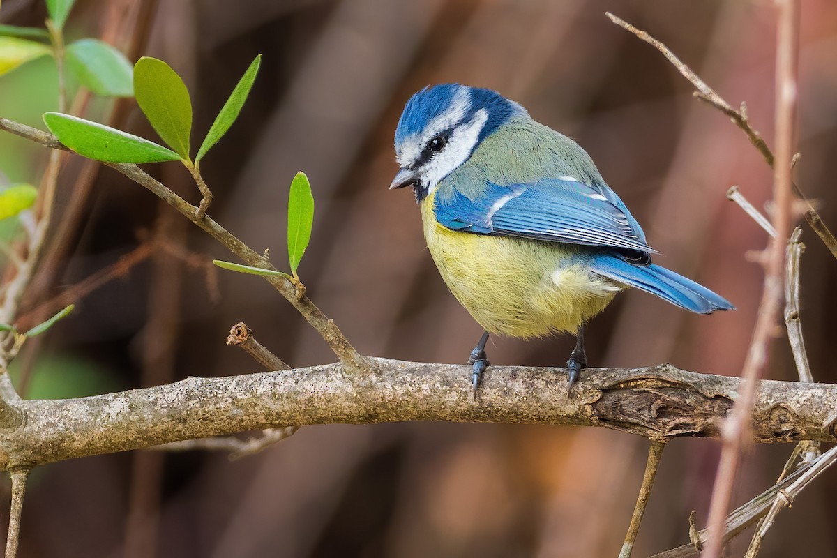 Eurasian Blue Tit - ML272847461