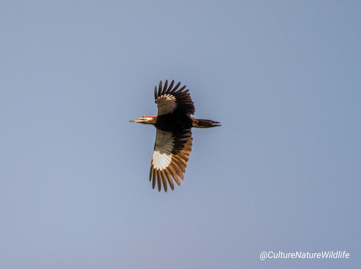 Pileated Woodpecker - ML272848321