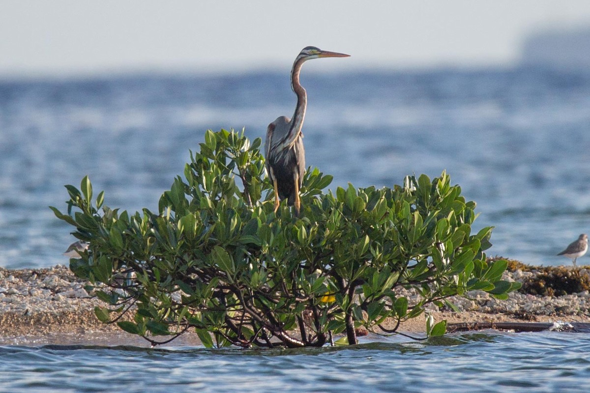 Purple Heron - Roneil Canillas