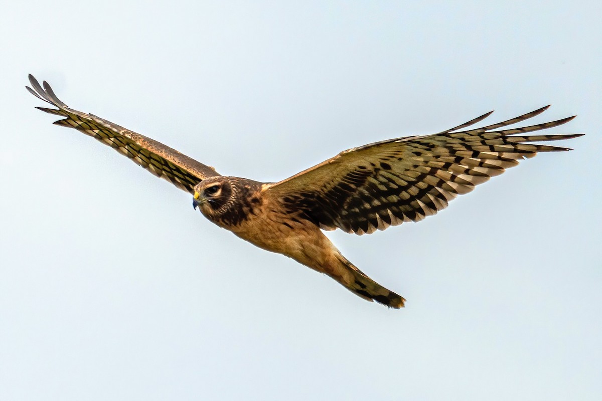 Northern Harrier - Andrew Boycott